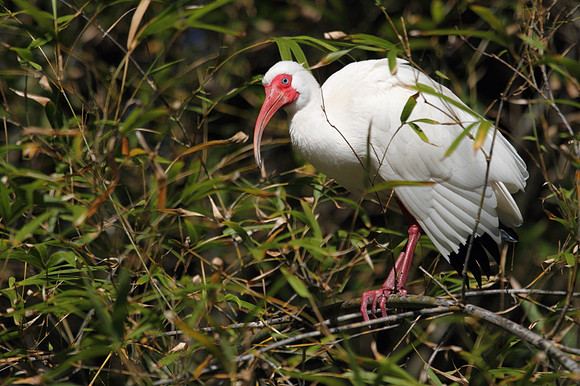 White Ibis