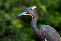 Tri-Colored Heron portrait