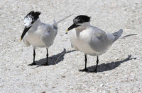 Sandwich Tern Pair