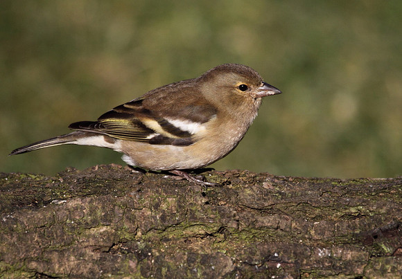 Female Chaffinch