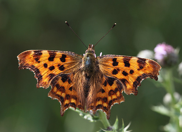 Comma