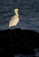 Spoonbill