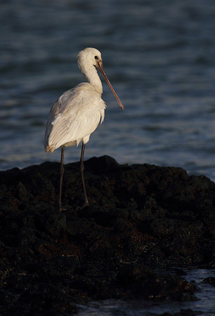 Spoonbill