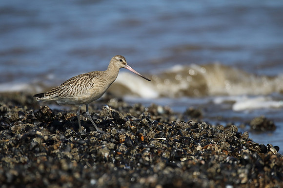 Bar Tailed Godwit