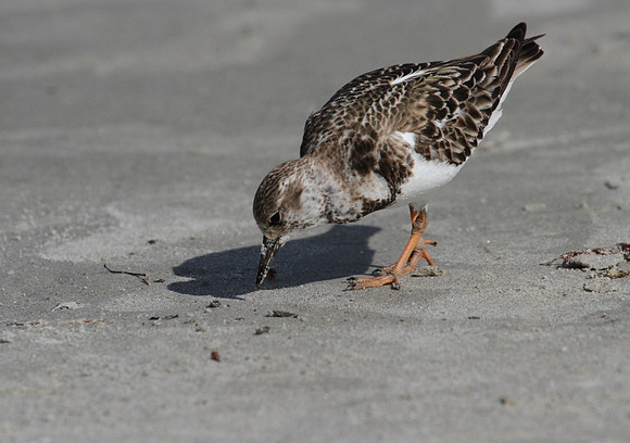 Ruddy Turnstone