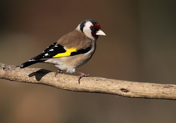 Goldfinch