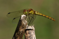 Common Darter (Female)