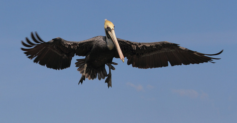 Brown Pelican in Flight