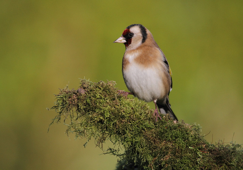 Goldfinch