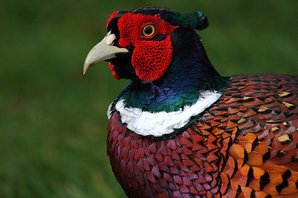 Pheasant