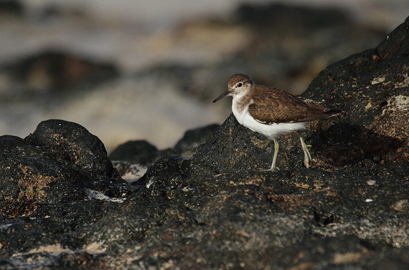 Common Sandpiper