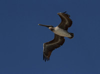Brown Pelican in Flight
