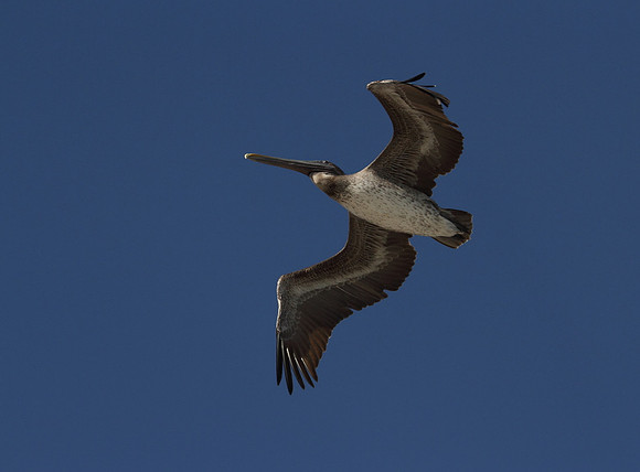 Brown Pelican in Flight
