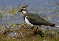 Lapwing