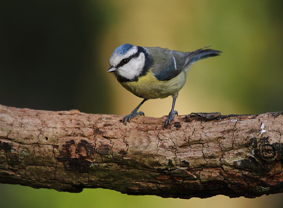 Blue Tit