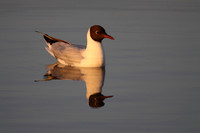 Black Headed Gull
