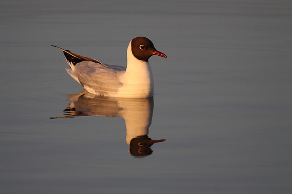 Black Headed Gull