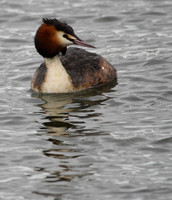 Great Crested Grebe