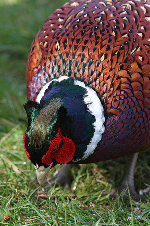 Pheasant