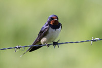 Swallow