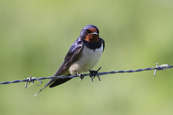 Swallow