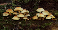 Sulphur Tufts