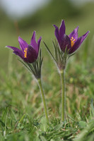 Pasque Flowers