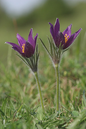 Pasque Flowers