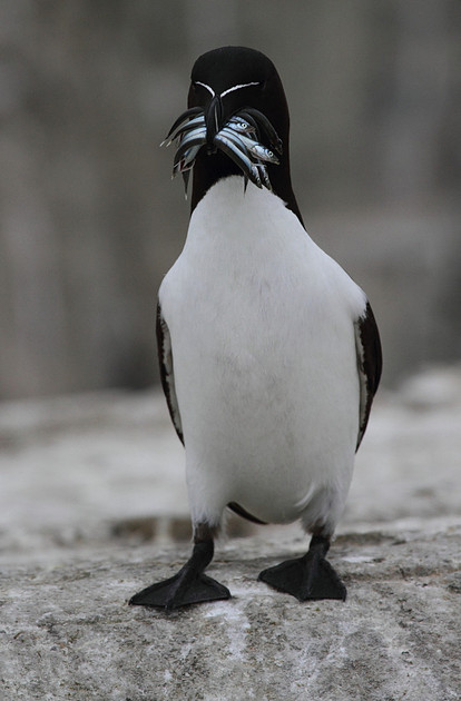Razorbill with fish