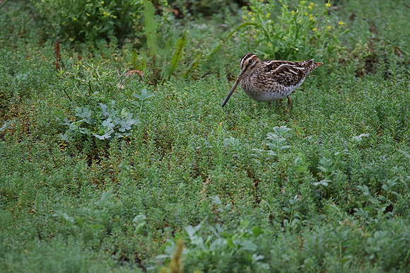 Snipe