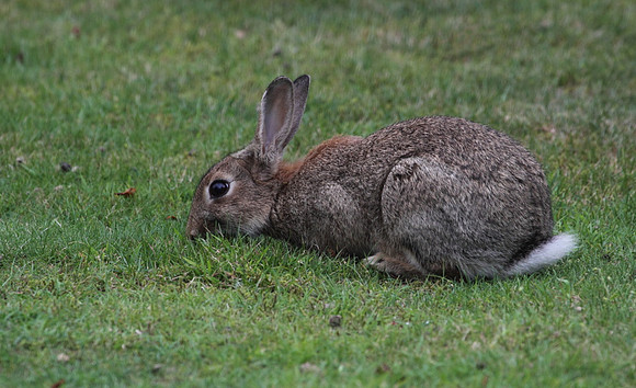Rabbit