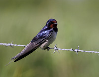 Swallow