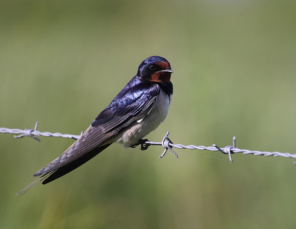Swallow