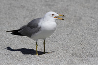 Ring Billed Gull