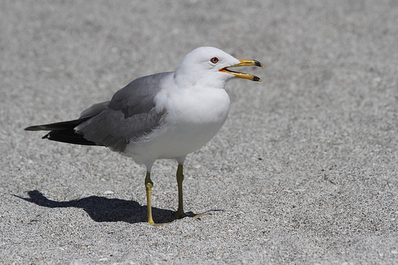Ring Billed Gull