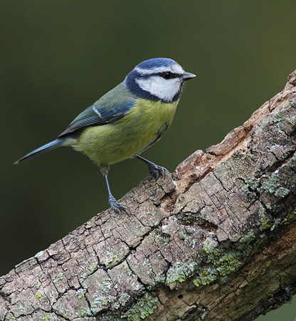 Blue Tit