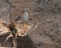 Berthelot's Pipit