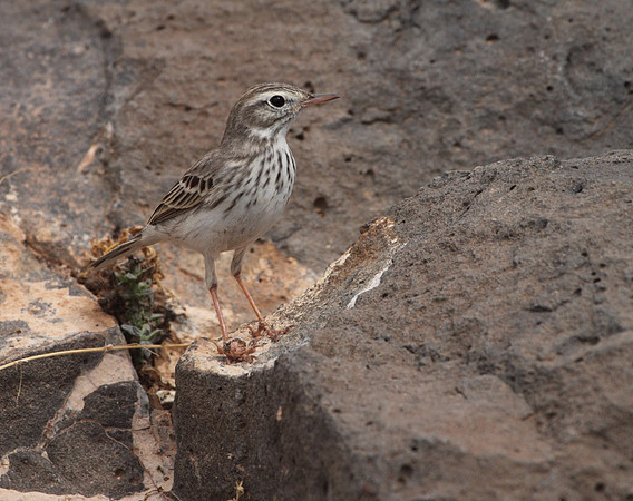 Berthelot's Pipit