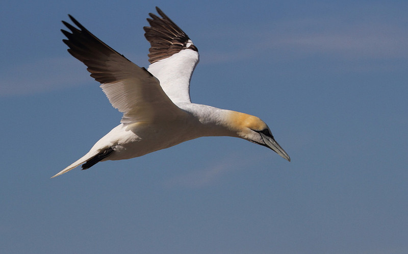 Gannet in flight