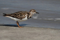 Ruddy Turnstone