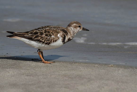 Ruddy Turnstone