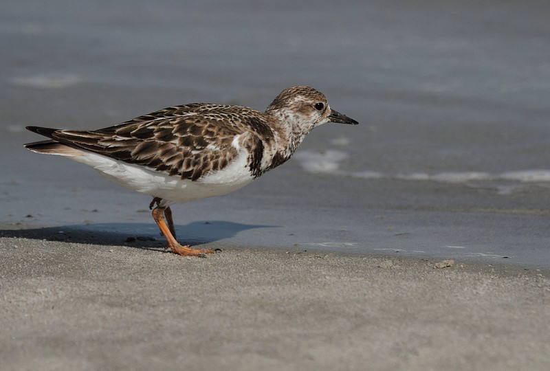 Ruddy Turnstone