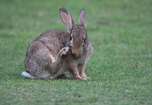 Rabbit