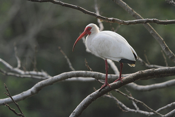 White Ibis