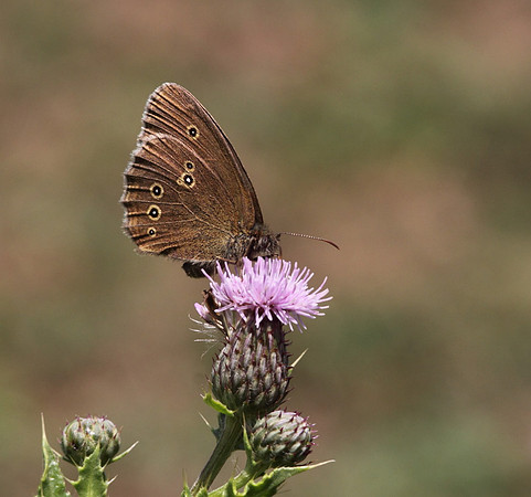 Ringlet