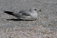 Ring Billed Gull