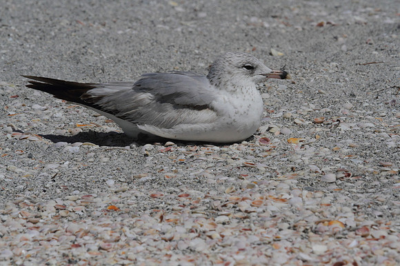 Ring Billed Gull