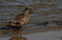Female Eider