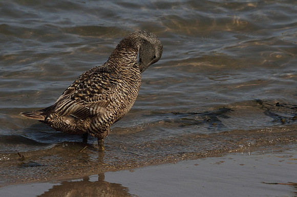 Female Eider