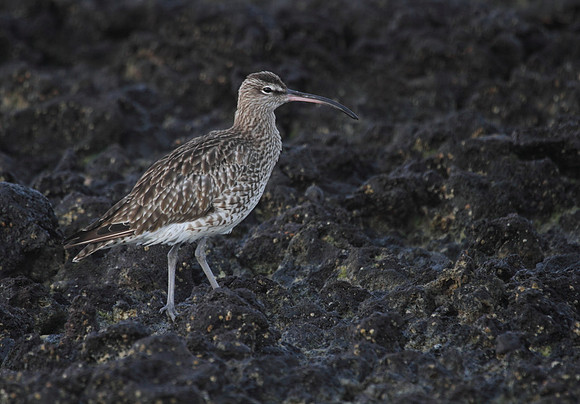 Whimbrel